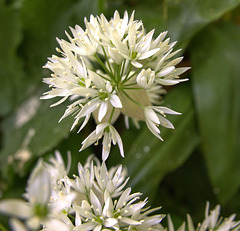 Ramsons. Wild Garlic