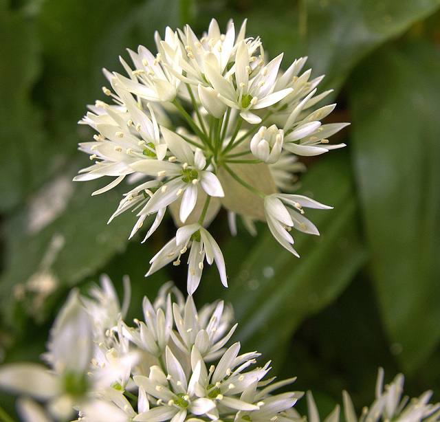 Ramsons. Wild Garlic