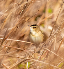 Sedge warbler