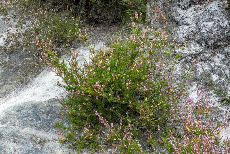 Blühende Heide ...