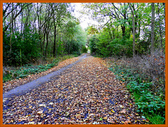 Autumn carpet......(Based on a true story )