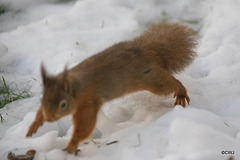 Red Squirrel