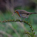 Robin with worms