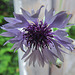 20230524 0220CPw [D~LIP] Kornblume (Centaurea cyanus), Bad Salzuflen