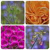 A Floral Collage