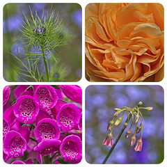 A Floral Collage