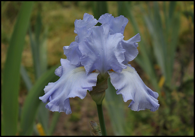 Iris Oregon's Skies (2)