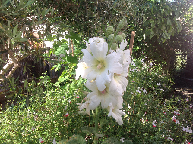 Alcea rosea