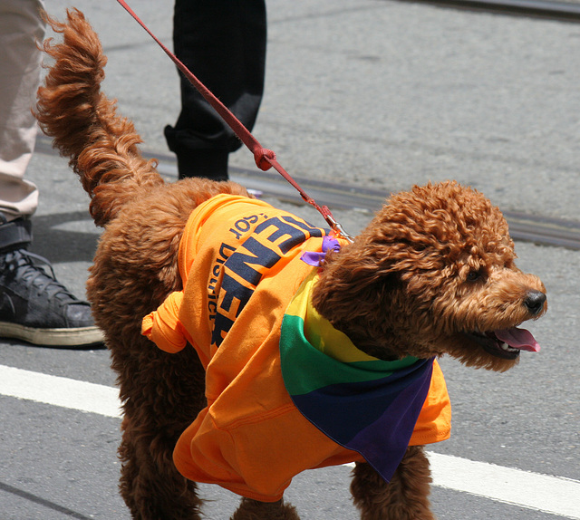 San Francisco Pride Parade 2015 (6893)