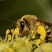 Colletes hederae (The ivy Bee) in Shropshire.