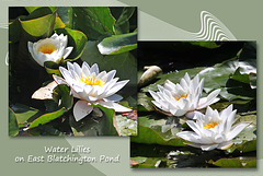 Water Lilies on East Blatchington Pond - Seaford - 15.7.2014