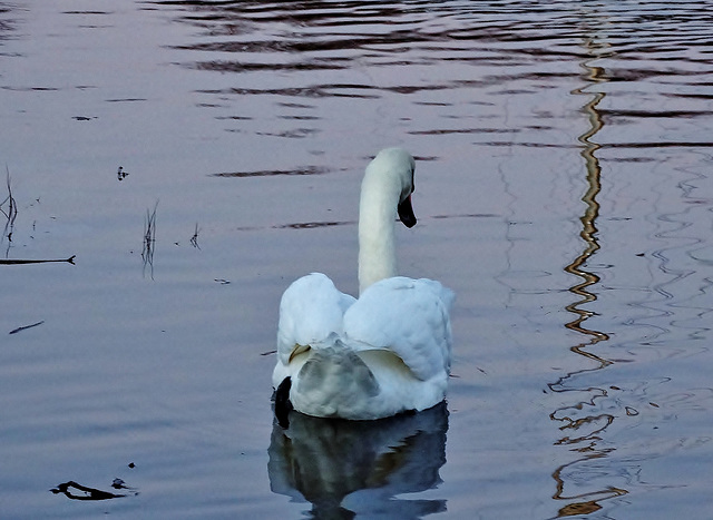 Swan