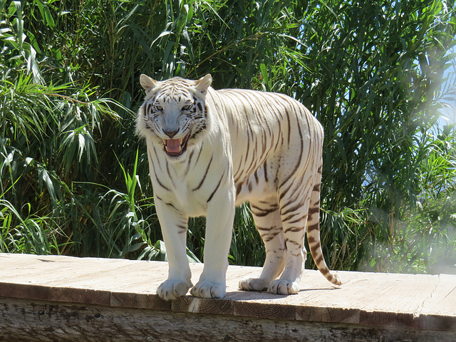 Tiger smile