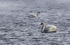 mute swan couple