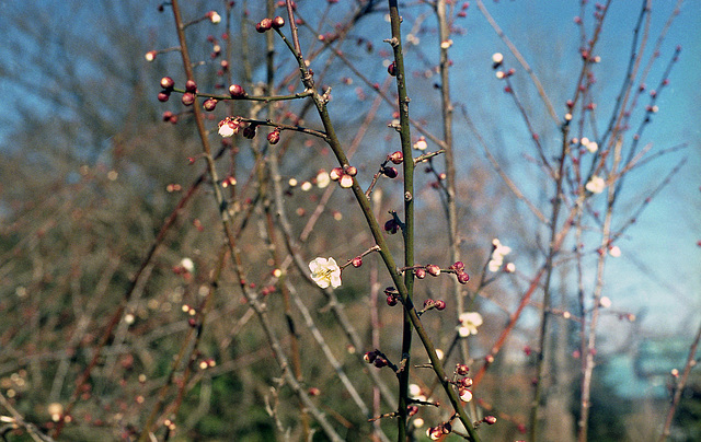 Ume