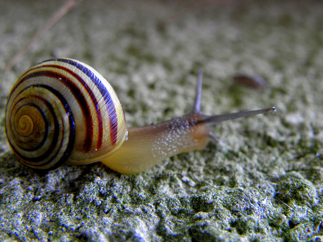 Snail race   (number 3)