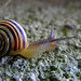 Snail race   (number 3)