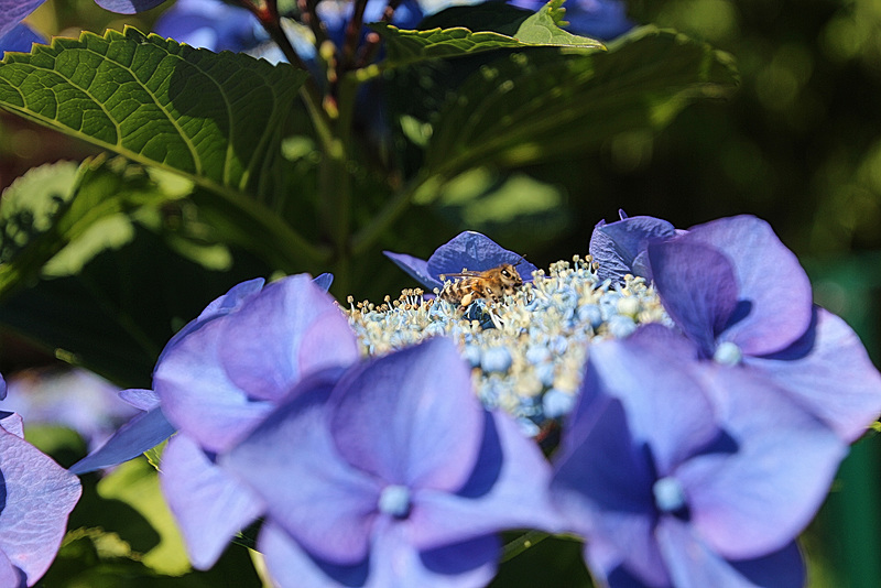 Flower Power