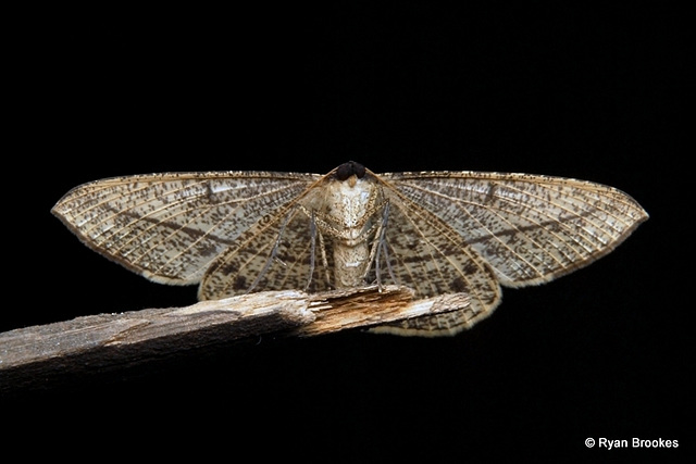 Conolophia nigripuncta (Hampson, 1891)