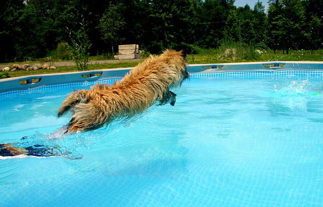 Fergus the water dog