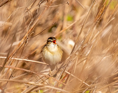 Sedge warbler