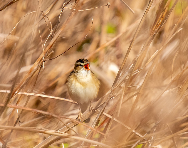 Sedge warbler