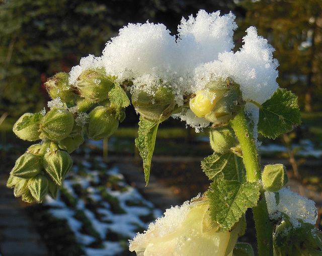 Stockrose im Schnee