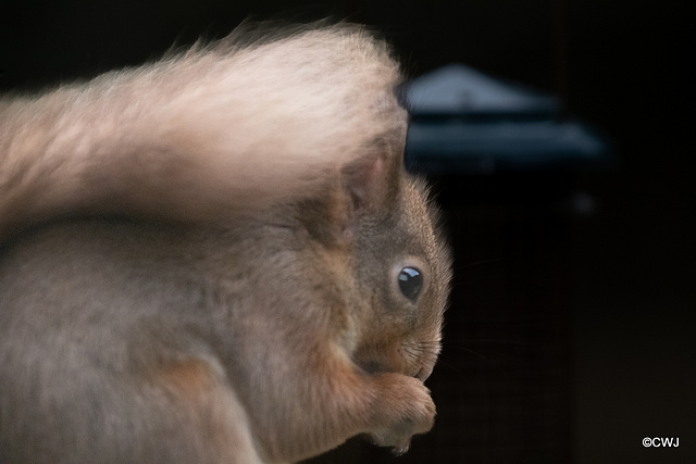 Red Squirrel