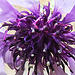 20230524 0221CPw [D~LIP] Kornblume (Centaurea cyanus), Bad Salzuflen