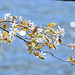 Serviceberry in bloom DSC 3735