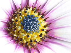 Osteospermum macro