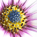 Osteospermum macro
