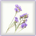 Everlasting flowers