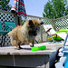 Fergus at the pool