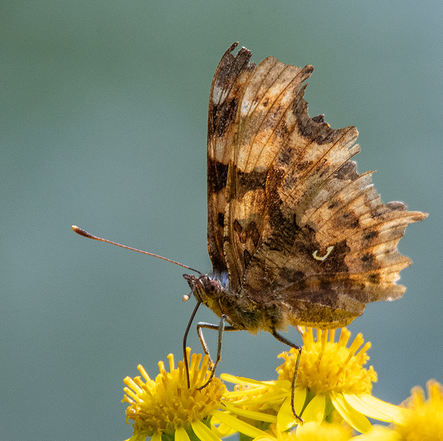 Comma butterfly