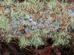 Lichens & fungi