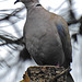 20240529 0189CPw [D~LIP] Türkentaube (Streptopelia decaocto), BS