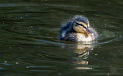 Duckling 3