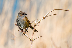 Ähm... Vogel... - 20150412