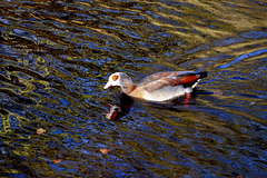 Egyptian Goose