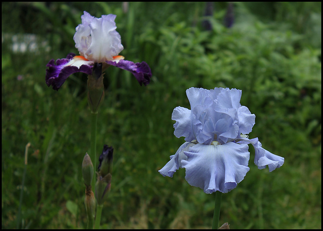 Iris Oregon's skies (3)