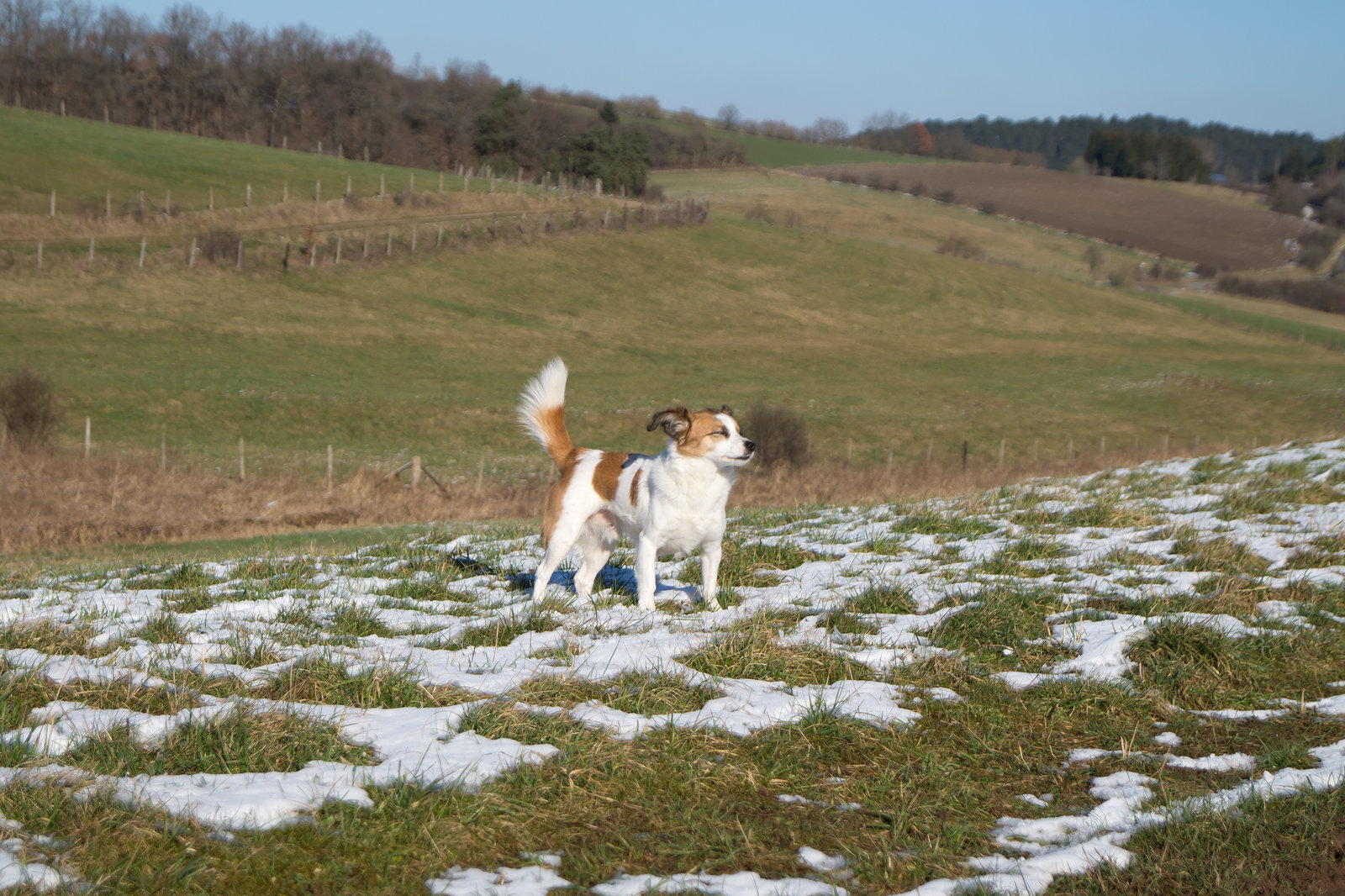 Jack Russell Terrier Clifford DSC09903