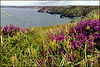 North Cliffs from Reskajeage Downs, Cornwall