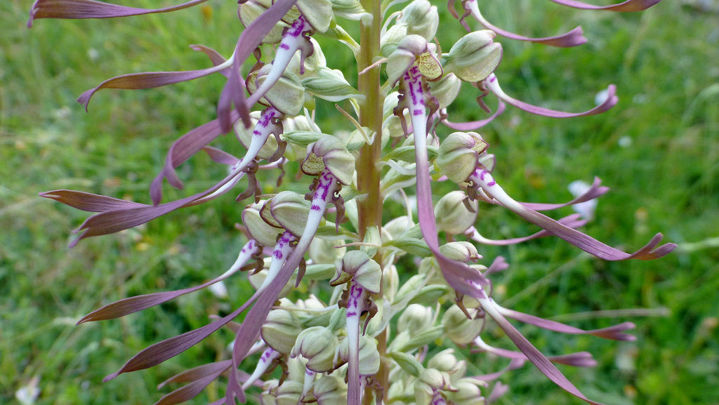 C'est une orchidée, himantoglossum hircinum...