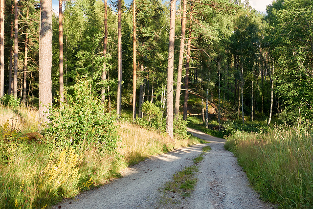 -waldweg-03108-co-18-07-17