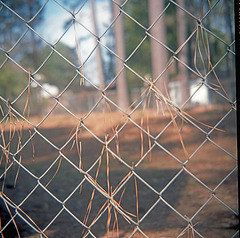 Fence with Pine Needles