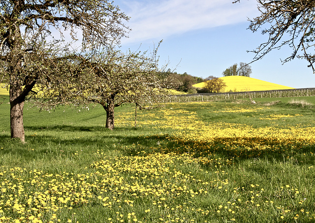 Landschaft im Frühling