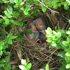 28 April - baby cardinals