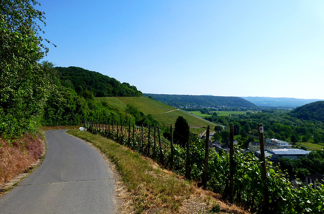 Auf dem Rotweinwanderweg