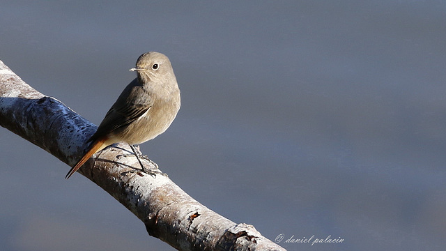 Rougequeue noir - Phoenicurus ochruros - Black Redstart